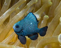 Juvenile Three-Spot Dascyllus (Dascyllus trimaculatus) in... by Jim Chambers 